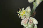 Longleaf buckwheat